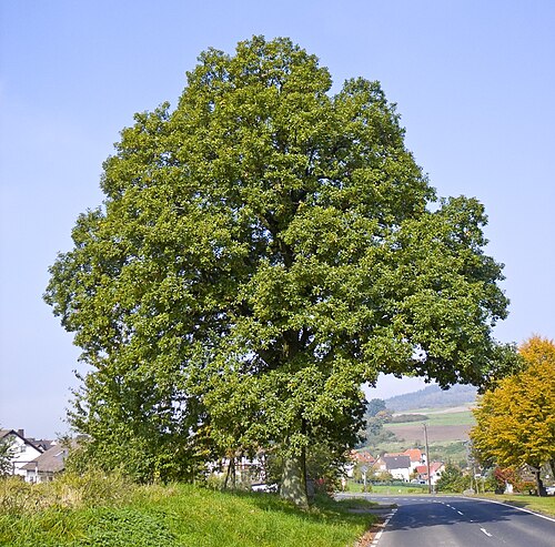 Quercus petraea